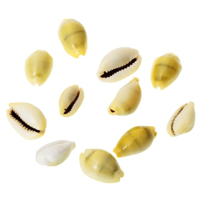 

Kesar Zems Stone Natural Laxmi Cowry (6 cm x 5 cm x 1 cm Yellow Pack of 11)