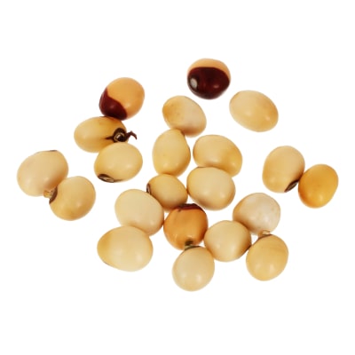 

Kesar Zems Wooden 21-Beads Abrus Precatorius Seed (5 cm x 2 5 cm x 0 05 cm Brown Pack of 21)