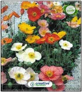 Khas-Khas Plant Seeds Low Price Perfect Home Garden Plant Seeds