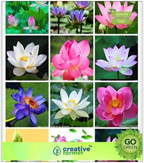 Kitchen Garden Seeds For Summer Season : Lotus Plant Seeds Red & White Mixed Package Premium Kitchen Garden Plant Seeds