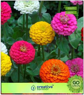 Kitchen Garden Seeds : Zinnia Mix Flower Seeds Premium Kitchen Garden Plant Seeds