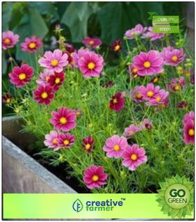 Kitchen Garden Seeds : Bright Lights Mixed Colors Cosmos Premium Kitchen Garden Plant Seeds