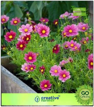 Kitchen Garden Seeds : Bright Lights Mixed Colors Cosmos Premium Kitchen Garden Plant Seeds