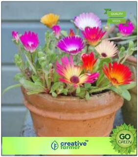 Kitchen Garden Seeds For Summer Season : Ice Plant Indoor Succulant Plant Premium Kitchen Garden Plant Seeds