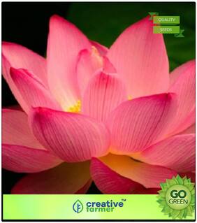 Kitchen Garden Seeds : Pink Lotus Flower Seeds Premium Kitchen Garden Plant Seeds