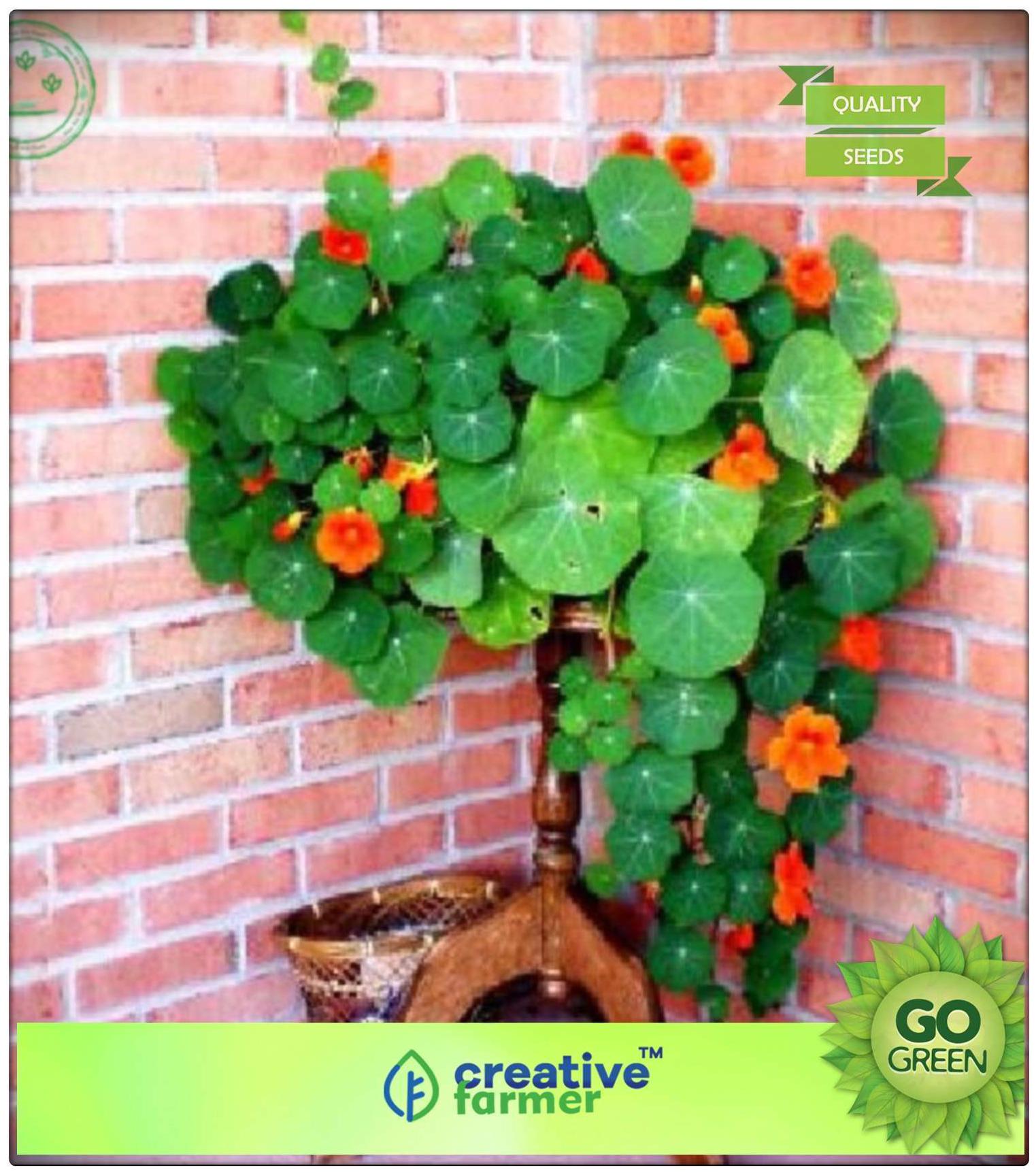 https://assetscdn1.paytm.com/images/catalog/product/H/HO/HOMKITCHEN-GARDCREA8874787A25EA7/1563112375003_0..jpg
