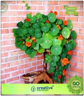 Kitchen Garden Seeds : Canary Bird Flower Climber Plant Seeds Premium Kitchen Garden Plant Seeds