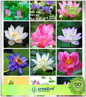 Kitchen Garden Seeds : Pink Lotus Plant Seeds Mixed Seeds Premium Kitchen Garden Plant Seeds