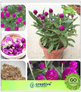 Kitchen Garden Seeds : Gomphrena For Borders Red Mix Premium Kitchen Garden Plant Seeds