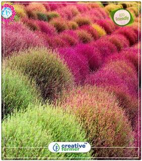 Kochia Burning Bush Red Grass Seed For Home Perfect Home Garden Plant Seeds