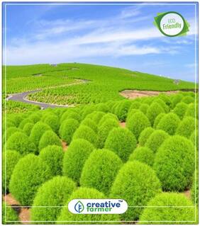 Kochia Scoparia Grass Seed For Home Perfect Home Garden Plant Seeds
