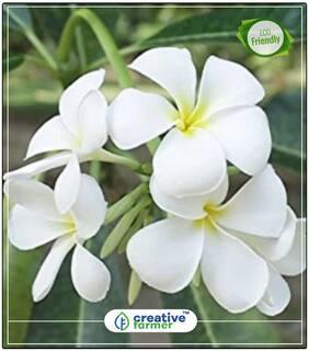 Kunti - Murrayya Exotica Flowering Tree Seeds Perfect Home Garden Plant Seeds