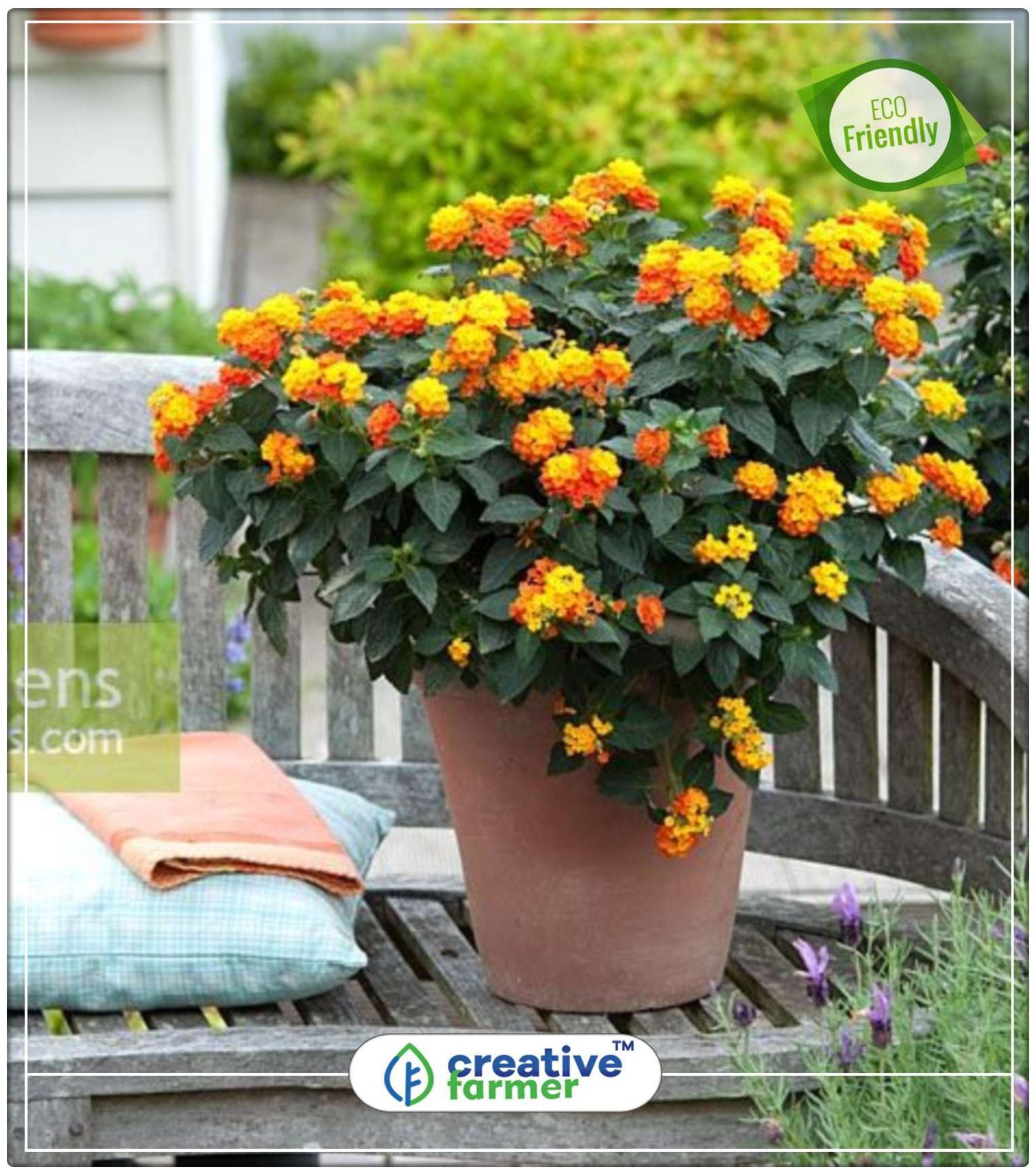 https://assetscdn1.paytm.com/images/catalog/product/H/HO/HOMLANTANA-CAMACREA887476C95C25/1563036631295_0..jpg