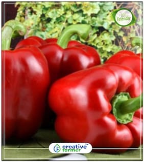 Large Bell-Shaped Sweet Pepper - Red Ornamental Vegetable Seeds Perfect Home Garden Plant Seeds