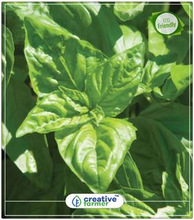 Large Leaf Italian Basil Heirloom Seeds Herb Seeds For Garden Perfect Home Garden Plant Seeds