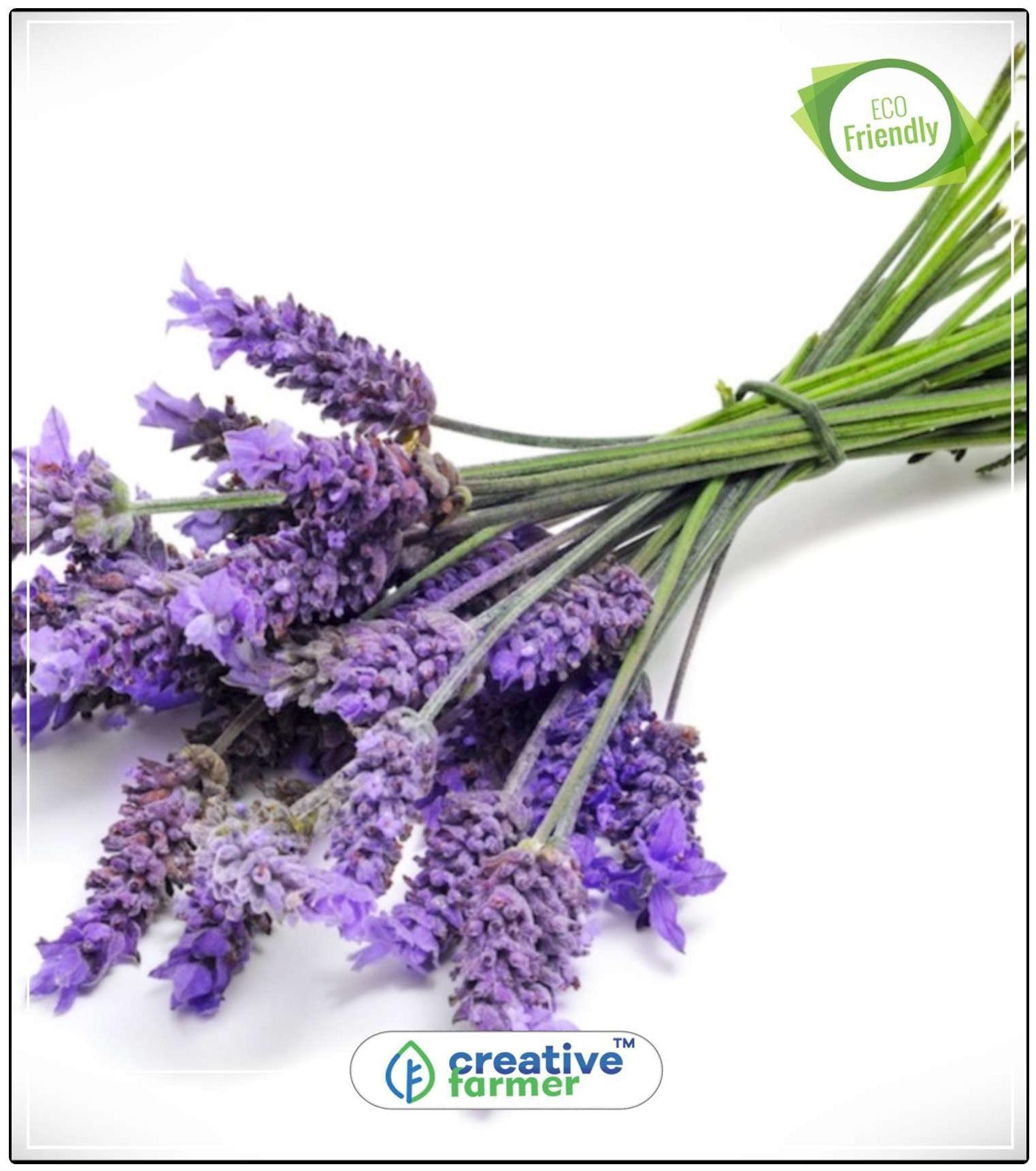 https://assetscdn1.paytm.com/images/catalog/product/H/HO/HOMLAVENDER-BLUCREA88747EF44B732/1563113276743_0..jpg