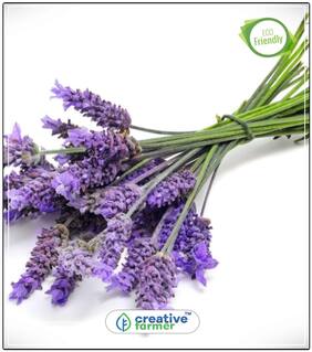 Lavender Blue Flower Herb Herb Seeds For Kitchen Garden Perfect Home Garden Plant Seeds