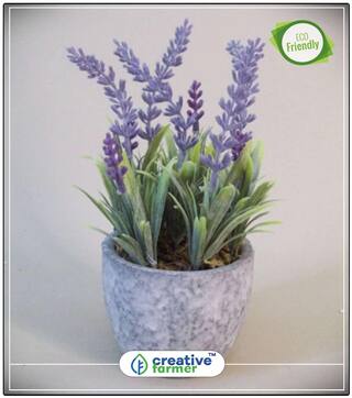 Lavender Herb Garden Balcony Pot Herb Seeds For Garden Perfect Home Garden Plant Seeds