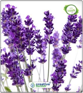 Lavender Seeds For Herb Seeds For Kitchen Garden Perfect Home Garden Plant Seeds