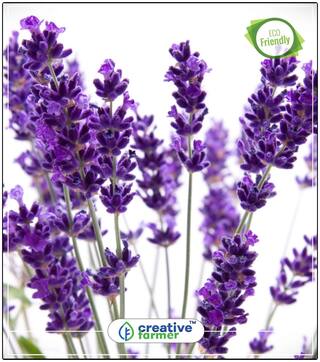 Lavender Seeds For Herb Seeds For Kitchen Garden Perfect Home Garden Plant Seeds