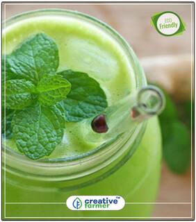 Lemon Balm Mosquito Repellent Plant Seeds Herb Seeds For Planting Perfect Home Garden Plant Seeds