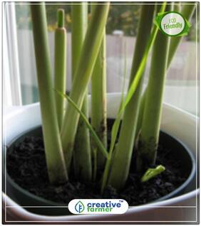 Lemon Grass - Tanglad Herb Seeds For Home Garden Perfect Home Garden Plant Seeds