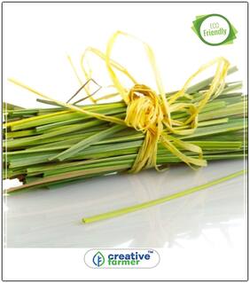Lemon Grass - Karppurappul Herb Seeds For Home Garden Perfect Home Garden Plant Seeds
