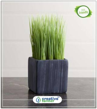 Lemongrass Herb Seeds For Kitchen Garden Perfect Home Garden Plant Seeds