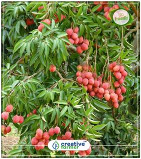 Lichi Fruit Plants Perfect Home Garden Plant Seeds