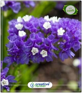 Limonium Sinuatum Plants Seeds For Balcony Perfect Home Garden Plant Seeds