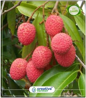 Litchi Chinensis Fruit Plant Perfect Home Garden Plant Seeds