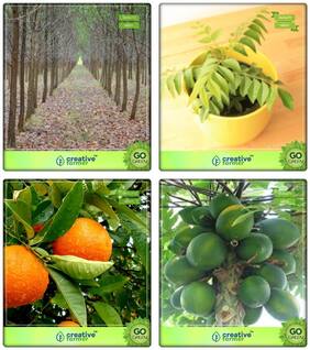 Live Tree Seeds Mangium;Murraya Koenigii;Orange;Papaya Combo For Home Garden Shade Tree