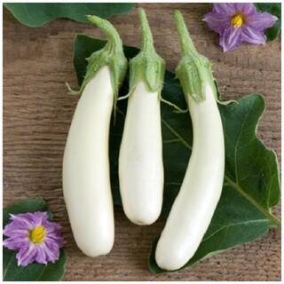 Long White Brinjal Refined Seeds - Pack of above 50 Hybrid Seeds