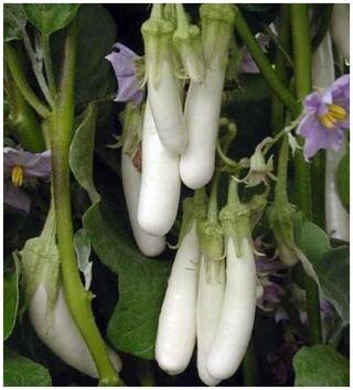 Long White Brinjal Seeds - Pack of above 50 Hybrid Seeds