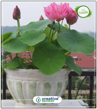 Lotus Flower Seeds Red & White Mixed Package Kitchen Garden Seeds For Summer Season Perfect Home Garden Plant Seeds