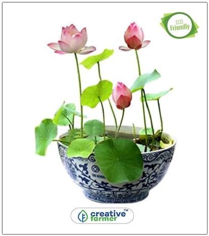 Lotus Plant Seeds Pink & White Colors Plant Seeds Indoor Perfect Home Garden Plant Seeds