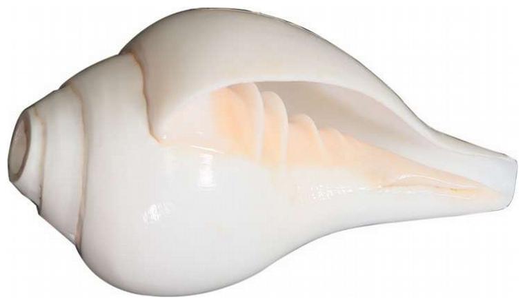 

Loud Vamavarti (11 5 cms) Blowing Shankh (White)