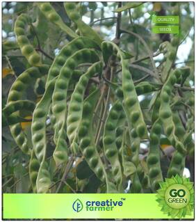 Lucky Beads Red - Bead Tree Seeds For Farming Premium Kitchen Garden Plant Seeds