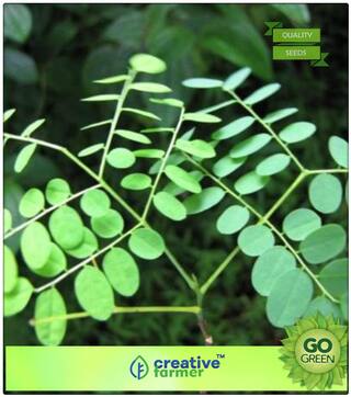 Lucky Plant Seeds For Growing Condori Wood - Coral Bean Seeds For Farming Premium Kitchen Garden Plant Seeds