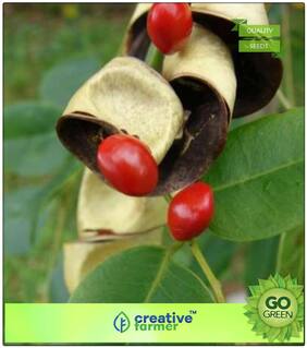 Lucky Plant Seeds For Garden Red Sandalwood A Big Beautiful Seeds For Farming Premium Kitchen Garden Plant Seeds