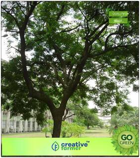 Lucky Plant For Home Acacia Coral Seeds For Farming Premium Kitchen Garden Plant Seeds