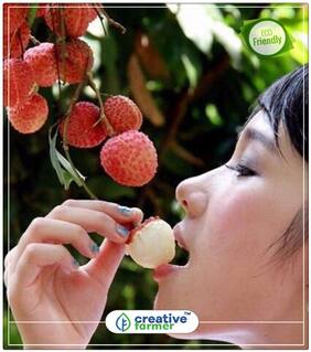 Lychee Litchi Seeds Sweet Delicious Bonsai Fruit Seed Succulent Fruit Plant Drawf Perfect Home Garden Plant Seeds