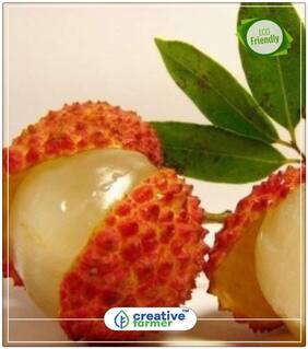 Lychee Tree Seeds Outdoor Fruit Tree Seeds Planting Fruit Plant Perfect Home Garden Plant Seeds