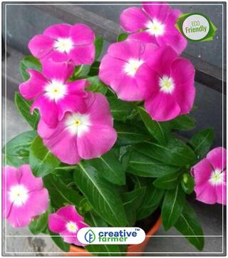 Madagascar Periwinkle Vinca Summer Flower Seeds Kit Perfect Home Garden Plant Seeds