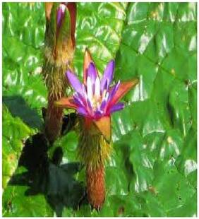 Mgbn The Path For The Healthier Life With Beauty Store Buy Mgbn