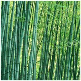 Male Bamboo Ornamental Plants For Office Bamboo Seeds Garden Pack By Creative Farmer