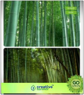Male Bamboo Ornamental Plants For Office Bamboo Seeds Premium Kitchen Garden Plant Seeds