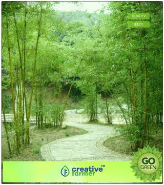 Male Bamboo Seeds For Outdoor Bamboo Seeds Premium Kitchen Garden Plant Seeds