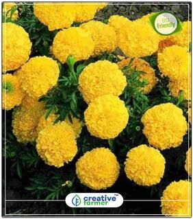 Marigold-Dhan Basanti Winter Seeds To Plant Perfect Home Garden Plant Seeds