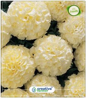 Marigold F1 Hybrid White Vanilla Flower Seeds Winter Seeds Flower Perfect Home Garden Plant Seeds